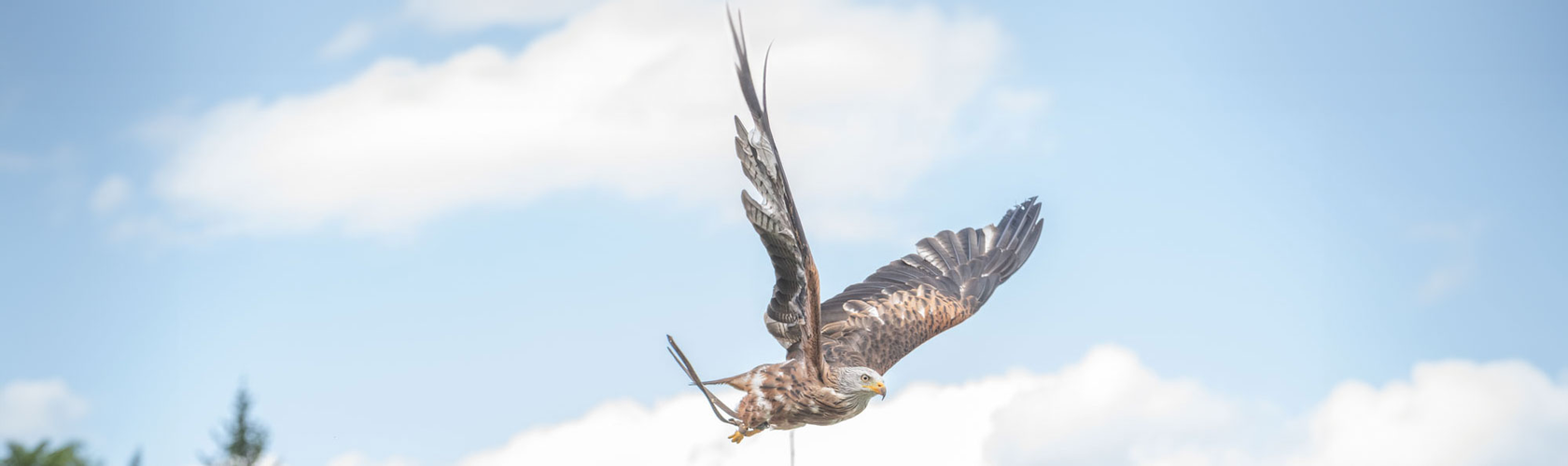 Greifvogelflugschau | © Tintimax Photography