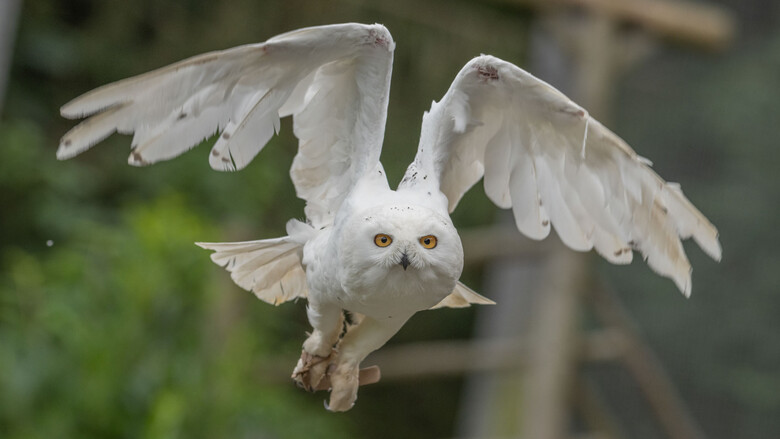 Schneeeule | © Tintimax-Photography