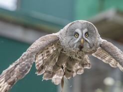 Bartkauz bei der Greifvogel-Flugschau | © Tintimax-Photography