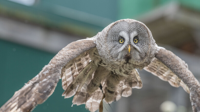 Bartkauz bei der Greifvogel-Flugschau | © Tintimax-Photography