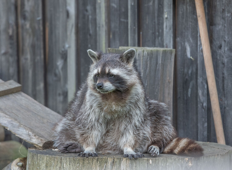 Der Waschbär beobachtet unsere Besucher. | © Tintimax-Photography