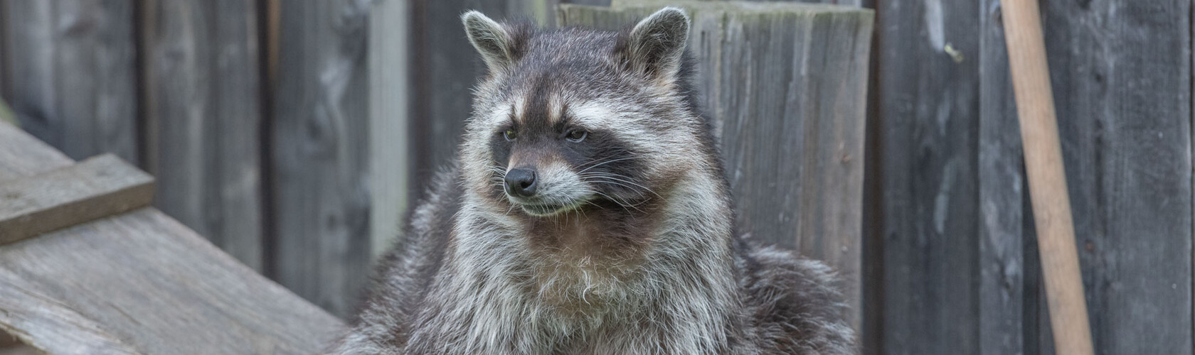 Der Waschbär beobachtet unsere Besucher. | © Tintimax-Photography