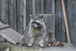 Der Waschbär beobachtet unsere Besucher. | © Tintimax-Photography