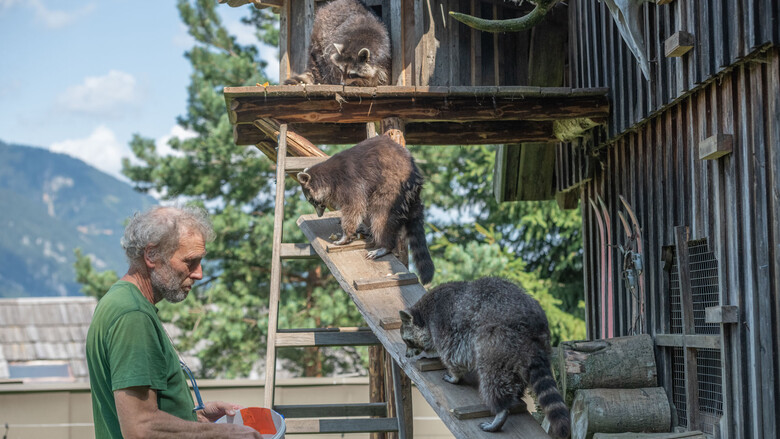 Waschbär-Fütterung | © Tintimax-Photography