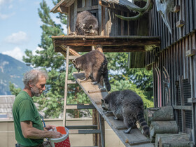 Waschbär-Fütterung | © Tintimax-Photography