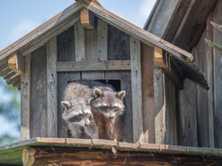 Die Waschbärhütte | © Tintimax-Photography