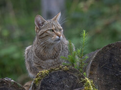 Wildkatze | © Tinitimax-Photography