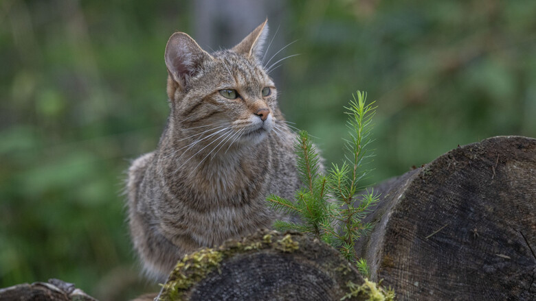 Wildkatze | © Tinitimax-Photography