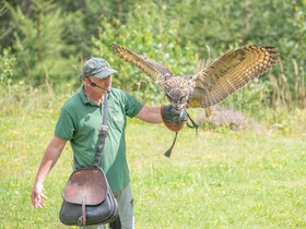 Falkner Rudi bei der Greifvogelflugschau | © Tintimax Photography