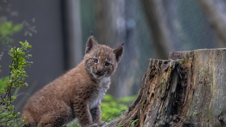 Das neugierige Luchsbaby erkundet voller Freude sein neues Zuhause.  | © Werner Pleiner