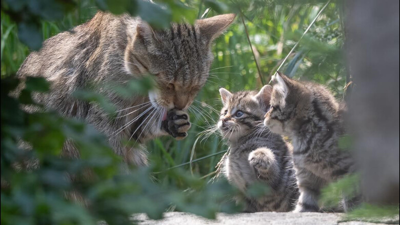 Wildkatzen Drillinge 2024 | © Werner Pleiner